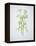 Wild Garlic, Allium Ursinum, Blossom, Green, White, Blossom-Axel Killian-Framed Premier Image Canvas