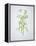 Wild Garlic, Allium Ursinum, Blossom, Green, White, Blossom-Axel Killian-Framed Premier Image Canvas