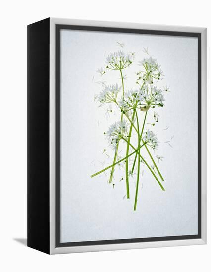 Wild Garlic, Allium Ursinum, Blossom, Green, White, Blossom-Axel Killian-Framed Premier Image Canvas