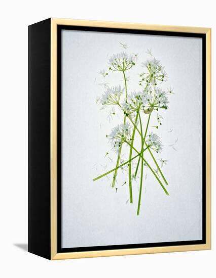 Wild Garlic, Allium Ursinum, Blossom, Green, White, Blossom-Axel Killian-Framed Premier Image Canvas