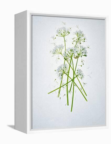 Wild Garlic, Allium Ursinum, Blossom, Green, White, Blossom-Axel Killian-Framed Premier Image Canvas