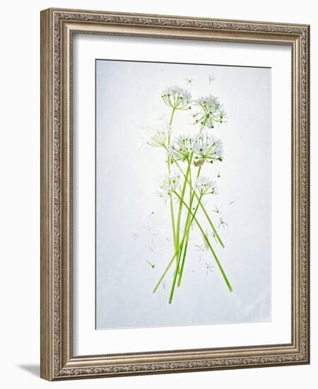 Wild Garlic, Allium Ursinum, Blossom, Green, White, Blossom-Axel Killian-Framed Photographic Print