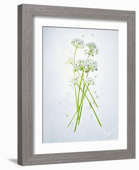 Wild Garlic, Allium Ursinum, Blossom, Green, White, Blossom-Axel Killian-Framed Photographic Print