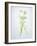 Wild Garlic, Allium Ursinum, Blossom, Green, White, Blossom-Axel Killian-Framed Photographic Print