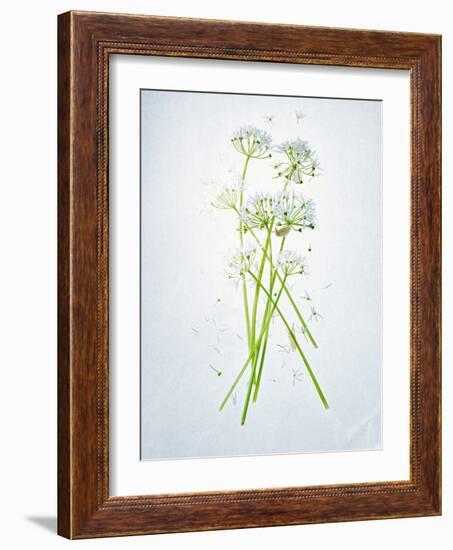 Wild Garlic, Allium Ursinum, Blossom, Green, White, Blossom-Axel Killian-Framed Photographic Print