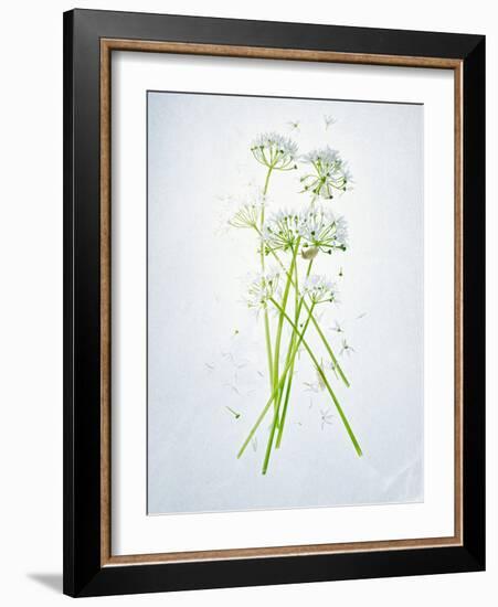 Wild Garlic, Allium Ursinum, Blossom, Green, White, Blossom-Axel Killian-Framed Photographic Print