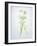 Wild Garlic, Allium Ursinum, Blossom, Green, White, Blossom-Axel Killian-Framed Photographic Print