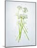 Wild Garlic, Allium Ursinum, Blossom, Green, White, Blossom-Axel Killian-Mounted Photographic Print