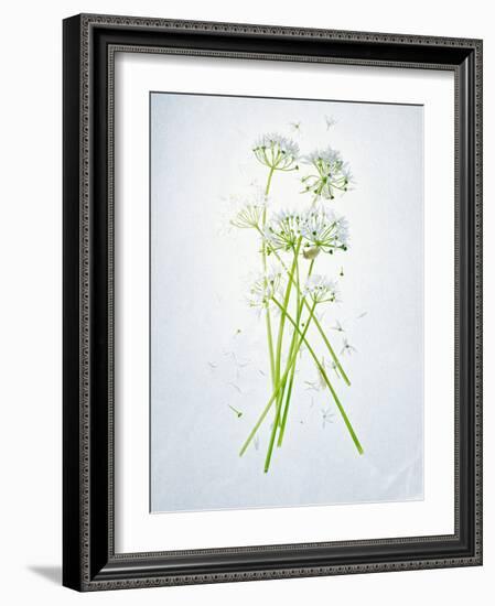 Wild Garlic, Allium Ursinum, Blossom, Green, White, Blossom-Axel Killian-Framed Photographic Print