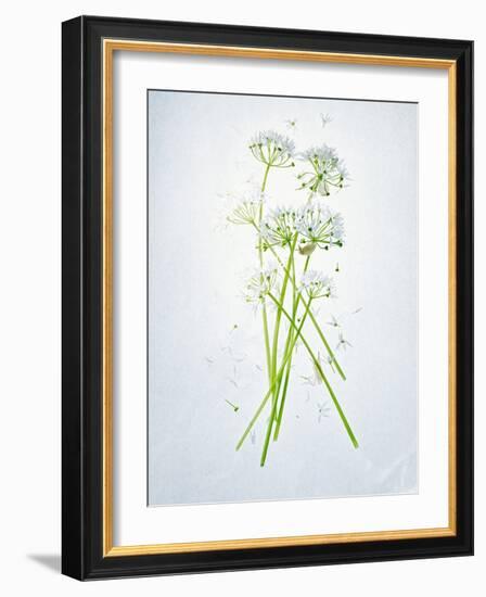 Wild Garlic, Allium Ursinum, Blossom, Green, White, Blossom-Axel Killian-Framed Photographic Print