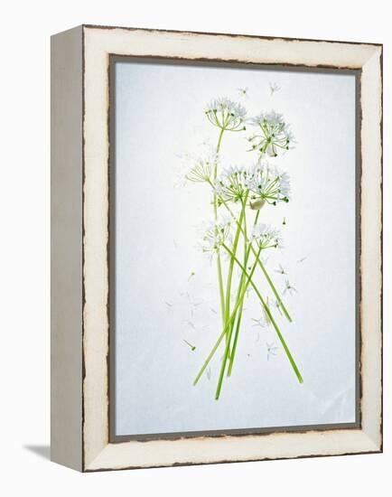 Wild Garlic, Allium Ursinum, Blossom, Green, White, Blossom-Axel Killian-Framed Premier Image Canvas