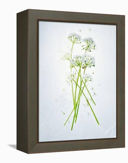 Wild Garlic, Allium Ursinum, Blossom, Green, White, Blossom-Axel Killian-Framed Premier Image Canvas