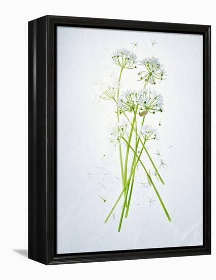 Wild Garlic, Allium Ursinum, Blossom, Green, White, Blossom-Axel Killian-Framed Premier Image Canvas