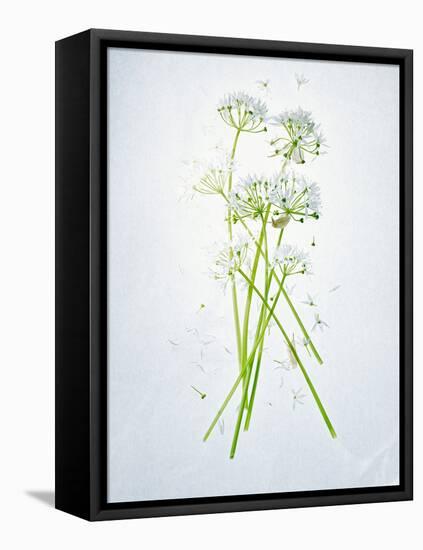 Wild Garlic, Allium Ursinum, Blossom, Green, White, Blossom-Axel Killian-Framed Premier Image Canvas