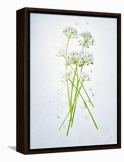 Wild Garlic, Allium Ursinum, Blossom, Green, White, Blossom-Axel Killian-Framed Premier Image Canvas