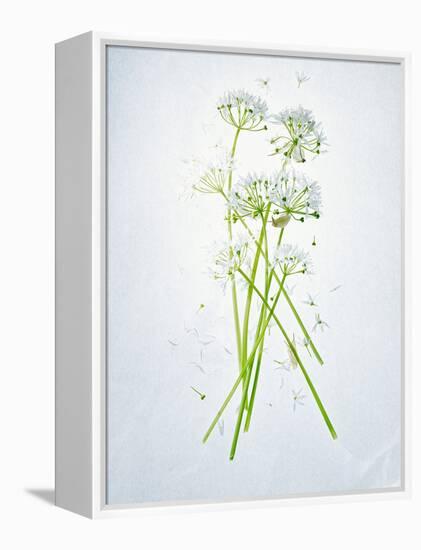 Wild Garlic, Allium Ursinum, Blossom, Green, White, Blossom-Axel Killian-Framed Premier Image Canvas