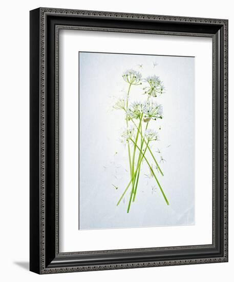 Wild Garlic, Allium Ursinum, Blossom, Green, White, Blossom-Axel Killian-Framed Photographic Print