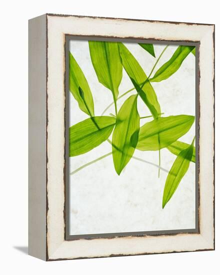 Wild Garlic, Allium Ursinum, Leaves, Green-Axel Killian-Framed Premier Image Canvas