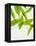 Wild Garlic, Allium Ursinum, Leaves, Green-Axel Killian-Framed Premier Image Canvas