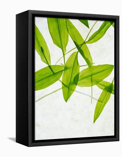 Wild Garlic, Allium Ursinum, Leaves, Green-Axel Killian-Framed Premier Image Canvas