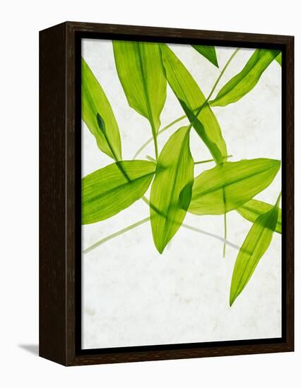 Wild Garlic, Allium Ursinum, Leaves, Green-Axel Killian-Framed Premier Image Canvas