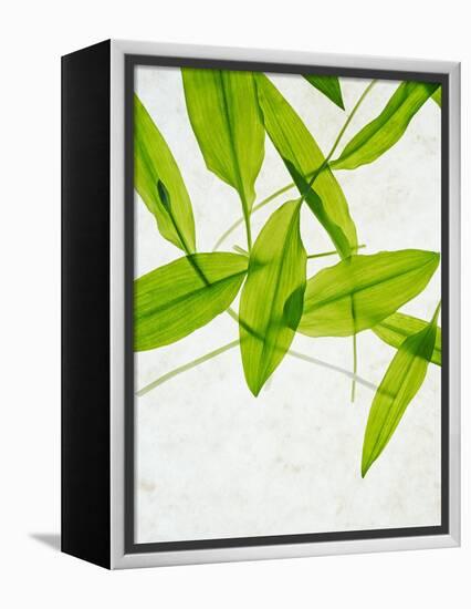 Wild Garlic, Allium Ursinum, Leaves, Green-Axel Killian-Framed Premier Image Canvas