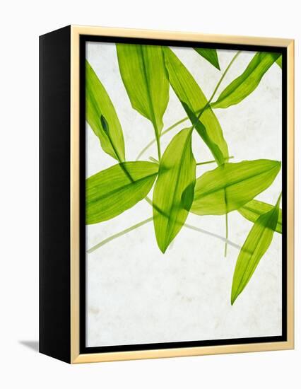 Wild Garlic, Allium Ursinum, Leaves, Green-Axel Killian-Framed Premier Image Canvas