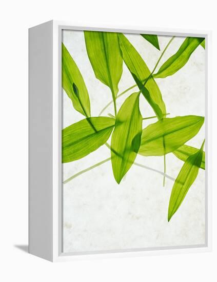 Wild Garlic, Allium Ursinum, Leaves, Green-Axel Killian-Framed Premier Image Canvas