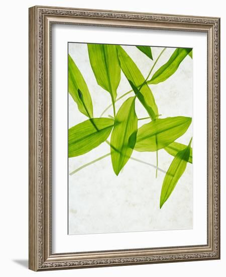 Wild Garlic, Allium Ursinum, Leaves, Green-Axel Killian-Framed Photographic Print