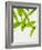 Wild Garlic, Allium Ursinum, Leaves, Green-Axel Killian-Framed Photographic Print