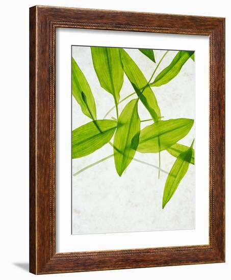 Wild Garlic, Allium Ursinum, Leaves, Green-Axel Killian-Framed Photographic Print