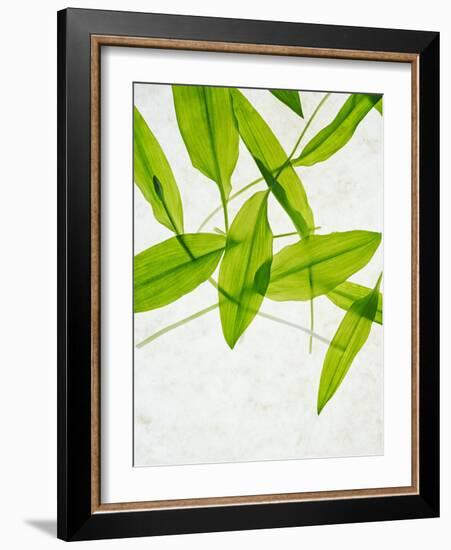 Wild Garlic, Allium Ursinum, Leaves, Green-Axel Killian-Framed Photographic Print