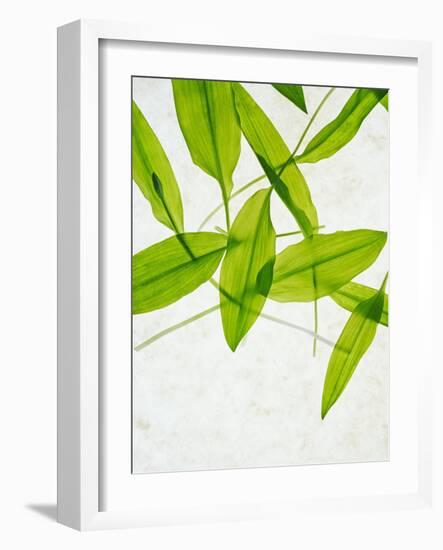 Wild Garlic, Allium Ursinum, Leaves, Green-Axel Killian-Framed Photographic Print