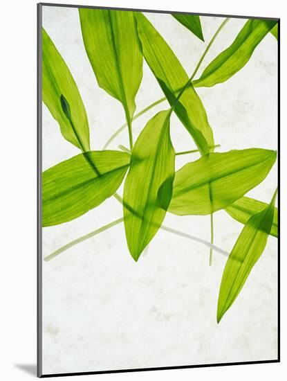 Wild Garlic, Allium Ursinum, Leaves, Green-Axel Killian-Mounted Photographic Print