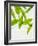 Wild Garlic, Allium Ursinum, Leaves, Green-Axel Killian-Framed Photographic Print