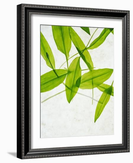 Wild Garlic, Allium Ursinum, Leaves, Green-Axel Killian-Framed Photographic Print