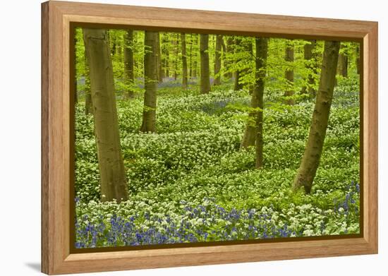 Wild Garlic and Bluebell Carpet in Beech Wood, Hallerbos, Belgium-Biancarelli-Framed Premier Image Canvas