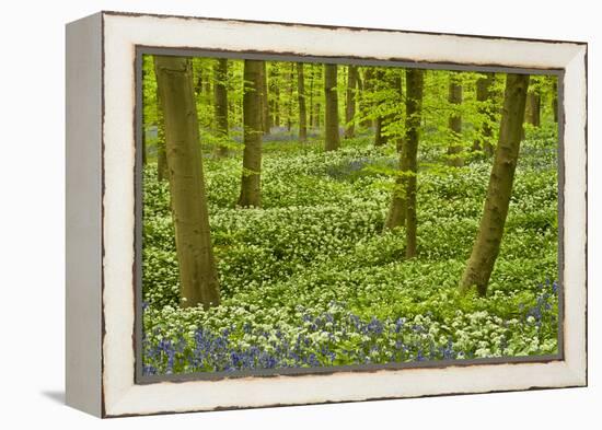 Wild Garlic and Bluebell Carpet in Beech Wood, Hallerbos, Belgium-Biancarelli-Framed Premier Image Canvas