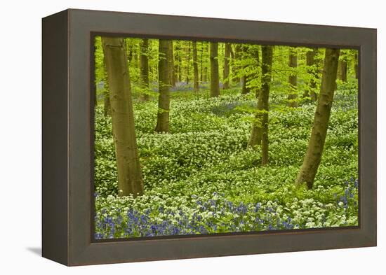 Wild Garlic and Bluebell Carpet in Beech Wood, Hallerbos, Belgium-Biancarelli-Framed Premier Image Canvas