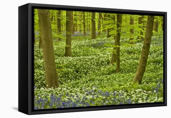 Wild Garlic and Bluebell Carpet in Beech Wood, Hallerbos, Belgium-Biancarelli-Framed Premier Image Canvas