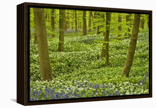 Wild Garlic and Bluebell Carpet in Beech Wood, Hallerbos, Belgium-Biancarelli-Framed Premier Image Canvas