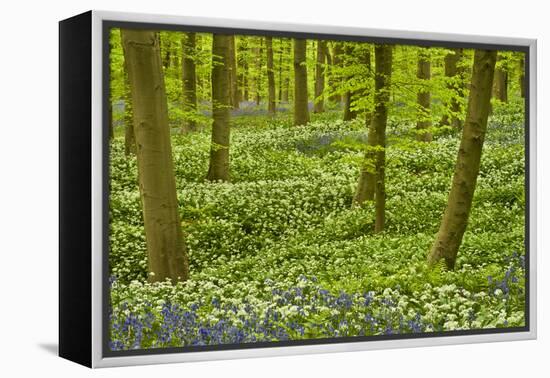 Wild Garlic and Bluebell Carpet in Beech Wood, Hallerbos, Belgium-Biancarelli-Framed Premier Image Canvas