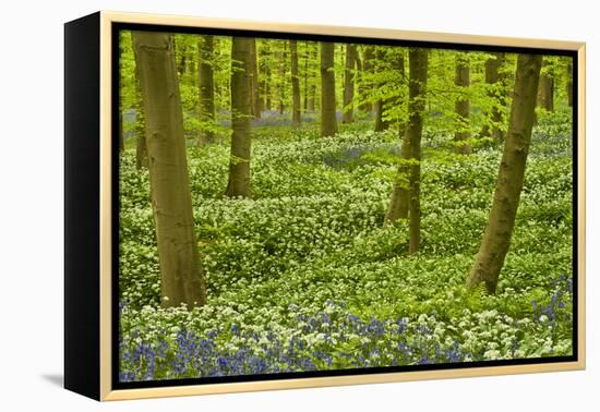 Wild Garlic and Bluebell Carpet in Beech Wood, Hallerbos, Belgium-Biancarelli-Framed Premier Image Canvas