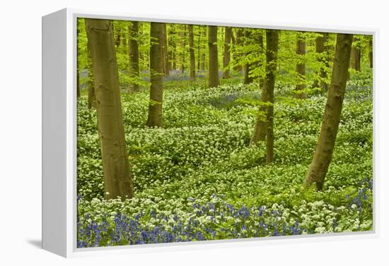 Wild Garlic and Bluebell Carpet in Beech Wood, Hallerbos, Belgium-Biancarelli-Framed Premier Image Canvas