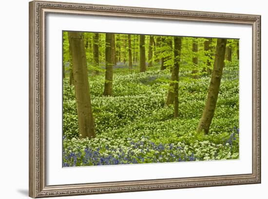 Wild Garlic and Bluebell Carpet in Beech Wood, Hallerbos, Belgium-Biancarelli-Framed Photographic Print