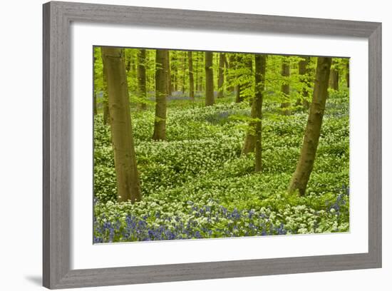 Wild Garlic and Bluebell Carpet in Beech Wood, Hallerbos, Belgium-Biancarelli-Framed Photographic Print