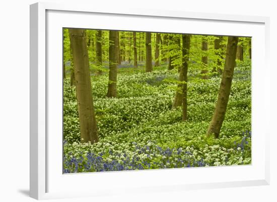 Wild Garlic and Bluebell Carpet in Beech Wood, Hallerbos, Belgium-Biancarelli-Framed Photographic Print