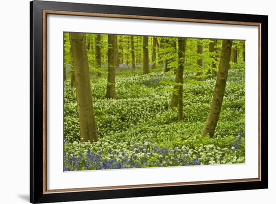 Wild Garlic and Bluebell Carpet in Beech Wood, Hallerbos, Belgium-Biancarelli-Framed Photographic Print