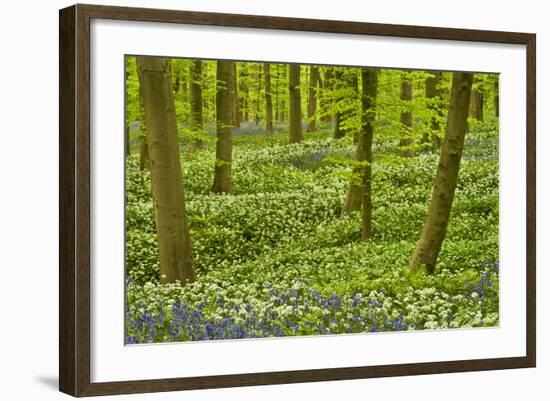 Wild Garlic and Bluebell Carpet in Beech Wood, Hallerbos, Belgium-Biancarelli-Framed Photographic Print