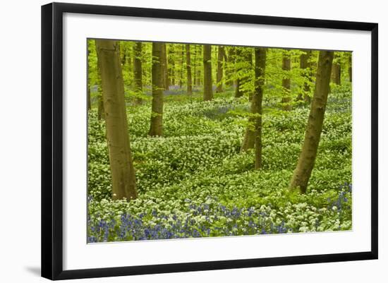 Wild Garlic and Bluebell Carpet in Beech Wood, Hallerbos, Belgium-Biancarelli-Framed Photographic Print